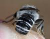 Megachile melanopyga